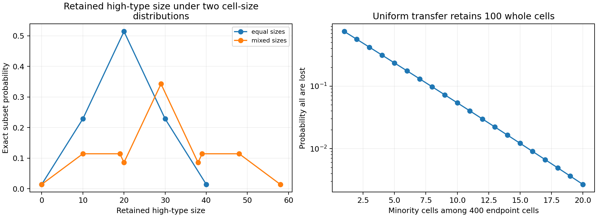 Equal and mixed cell sizes give different exact retained-size distributions; uniform transfer can lose a rare minority.